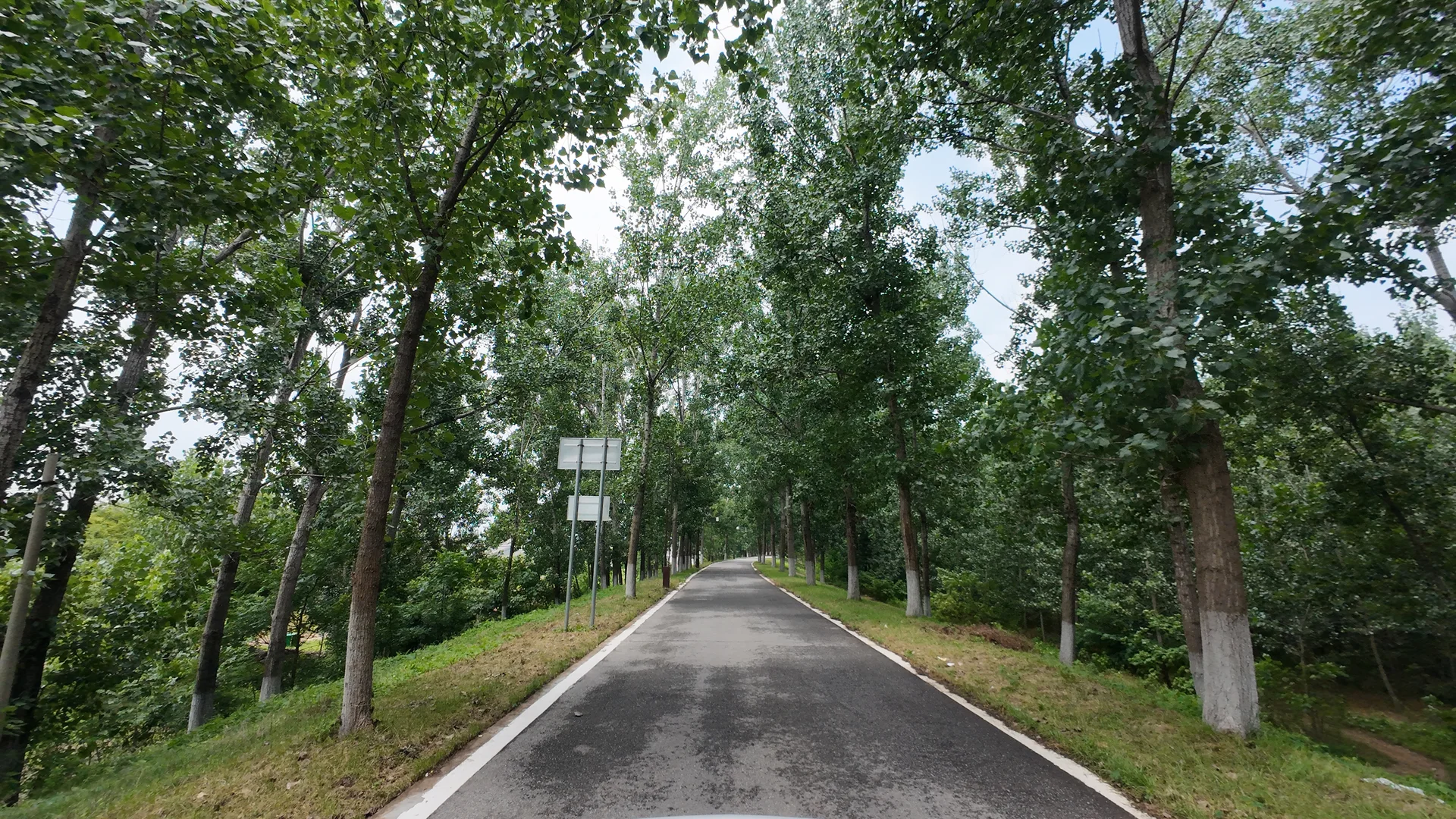 实践团队在临沭调研途中拍摄的林间道路